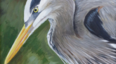 Heron